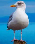 Aestehtic Seagull Bird Paint By Numbers.jpeg