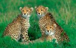 Asiatic Cheetahs Paint By Numbers.jpeg