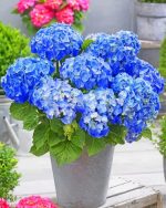 Blue Hydrangea Flowers Paint By Numbers.jpeg