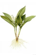 Lily Of The Valley Paint By Numbers.jpeg