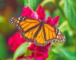 Monarch Butterfly Paint By Numbers.jpeg
