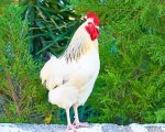 Rooster Bird Paint By Numbers.jpeg