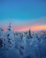 Sunset Snow Trees Paint By Numbers.jpeg