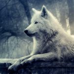 Tundra Wolf Paint By Numbers.jpeg
