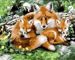 Wild Fox Family Paint By Numbers.jpeg