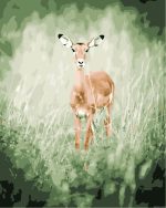 Wild Impala Paint By Numbers.jpeg